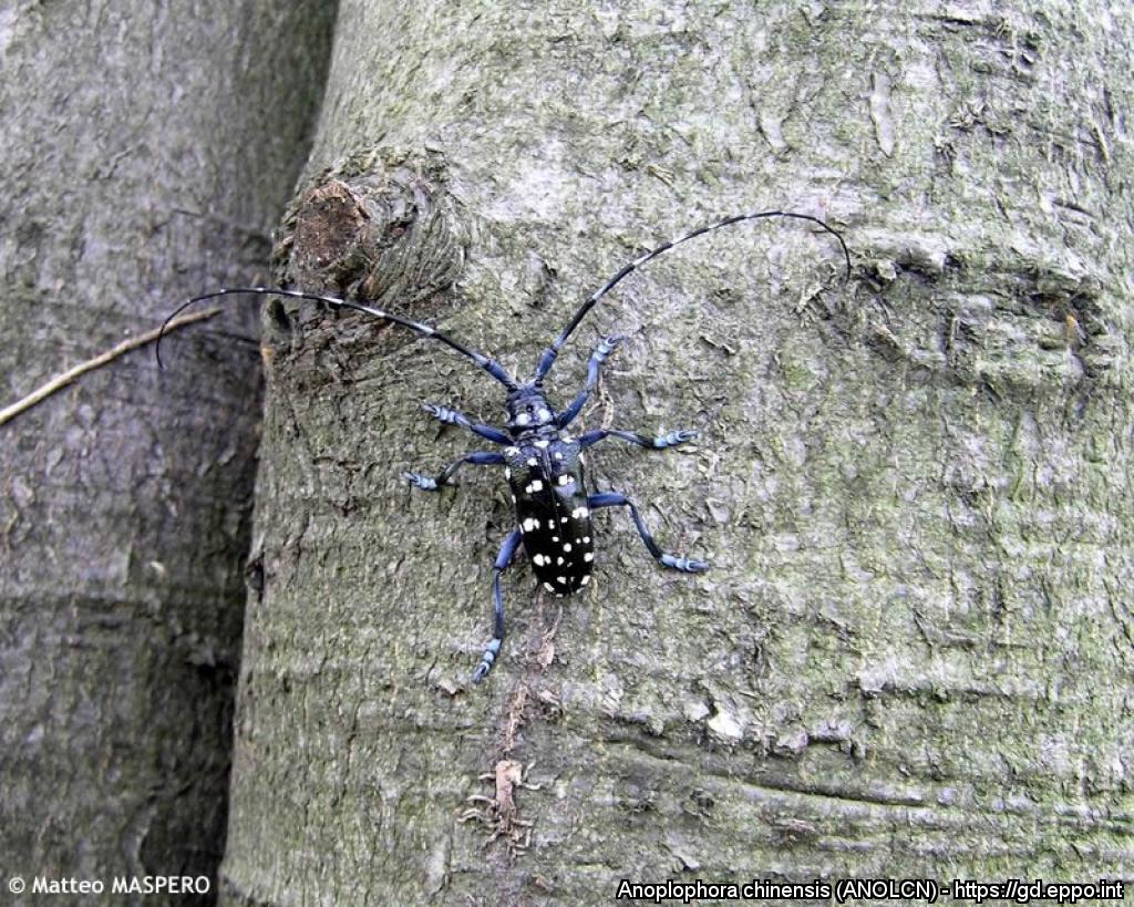 Ein großer schwarzer Käfer mit gelben Punkten und langen Fühlern sitzt auf einem Baumstamm.