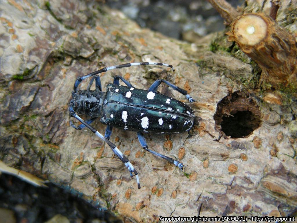 Ein schwarzer gepunkteter Käfer sitzt auf einem Holzstück mit einem Loch.