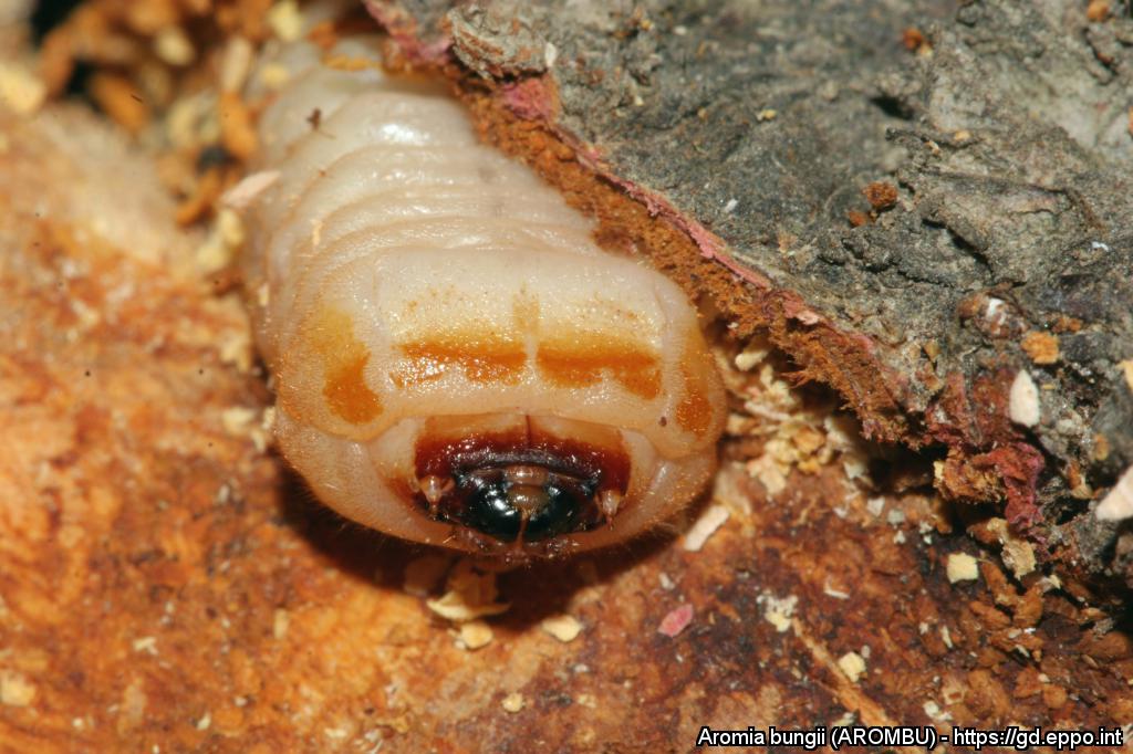Eine dicke Käferpuppe steckt im Holz.